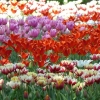 Tulpenbeet