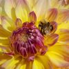Dahlie mit Hummel
