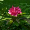 Rhododendron