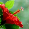 Hibiskus