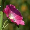 Stockrose