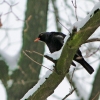 Amsel
