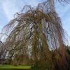 Baum