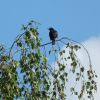 Amsel