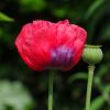 Mohn