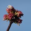 Blüte