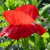 Mohn