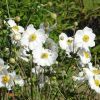 Anemonen