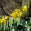 Narzissen