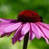 Echinacea