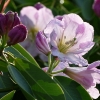 Rhododendron