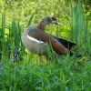 Nilgans