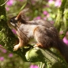 Eichhhörnchen