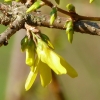 Forsythie