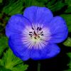 Blaue Blume