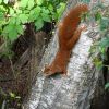 Eichhörnchen