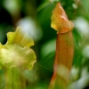 Sarracenia
