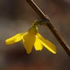 Forsythienblüte