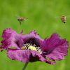 Mohn und Bienen