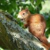 Eichhörnchen  gähnt