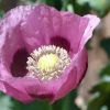 Schlafmohn