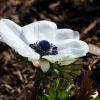 Anemone