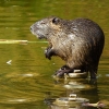 Nutria