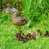 Enten