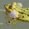 Frosch