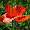 Mohnblüte