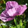 Schlafmohn