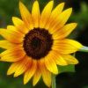 Sonnenblume