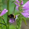 Hummel