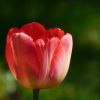 Tulpe