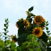 Sonnenblumen