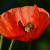 Mohn