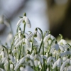 Schneeglöckchen