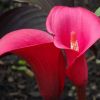 Calla
