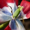 Tulpe
