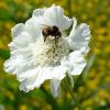 Scabiose mit Hummel