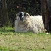 Irisches Schaf