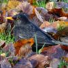 Amsel im Laub