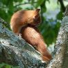 Eichhörnchen