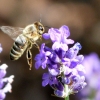 Biene auf Lavendel