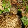 Ente