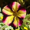 Hübsche Blüte
