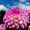 Pompondahlie