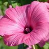 Hibiskus