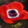 Anemone