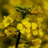 Rapsblüten
